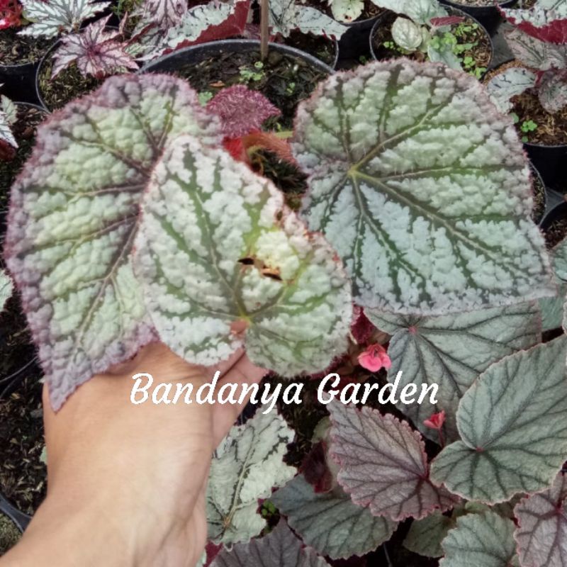 Tanaman Hias Bunga Begonia Silver Ice