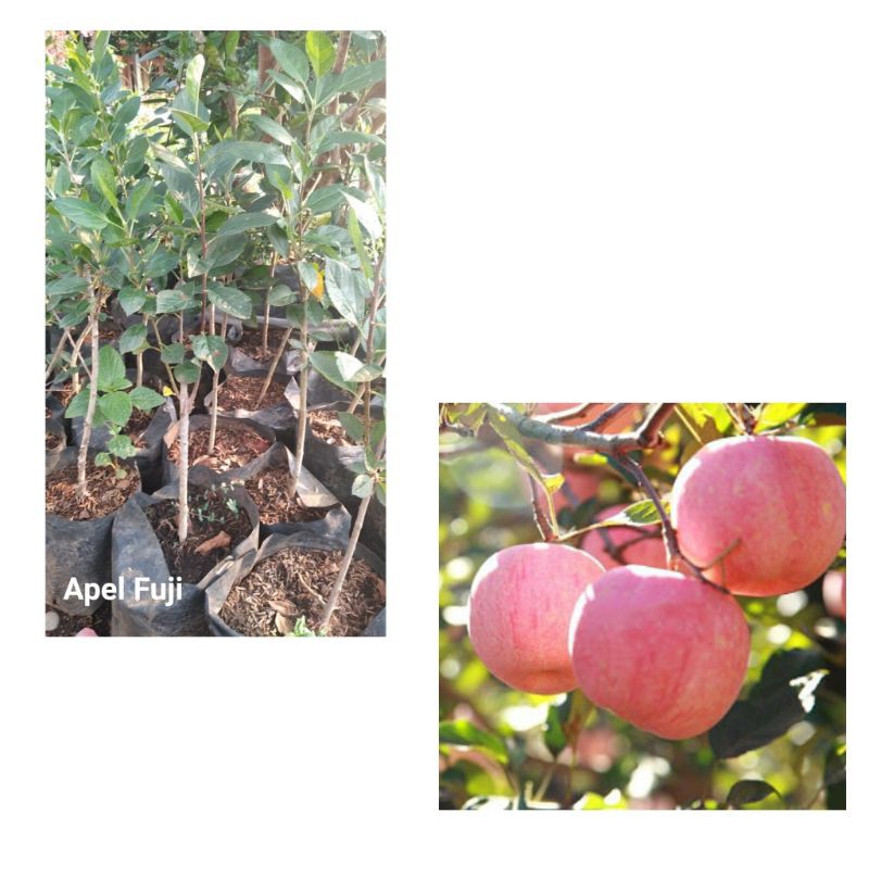 Bibit Apel fuji