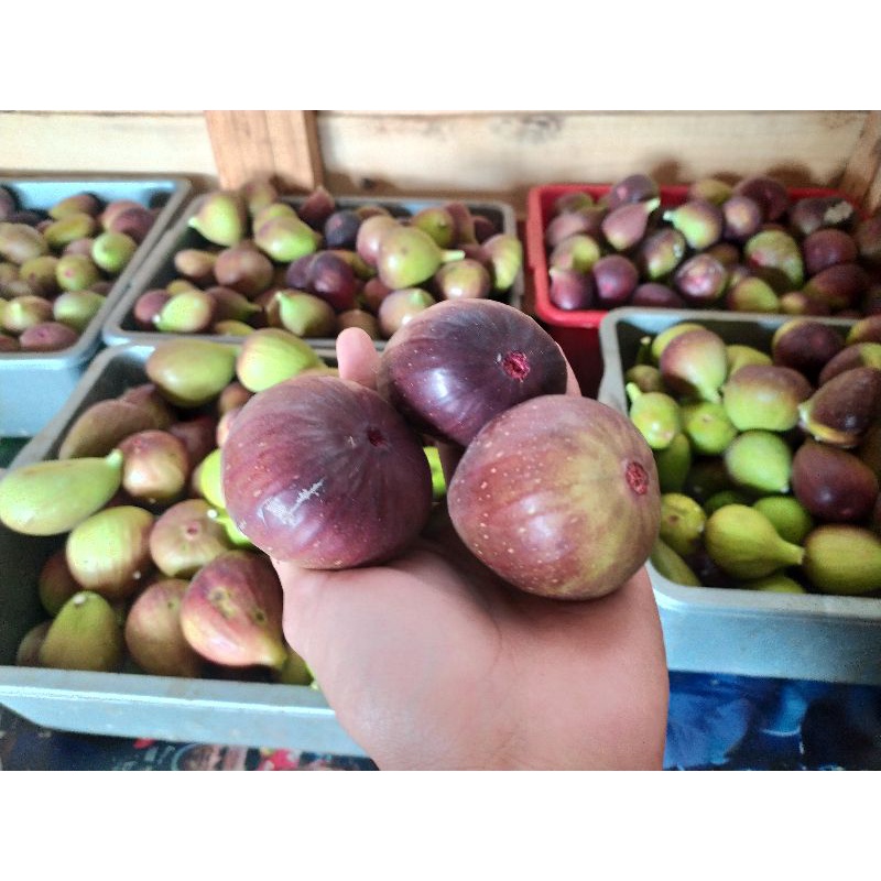 

Buah tin ara fresh yordania 150 gr termurah