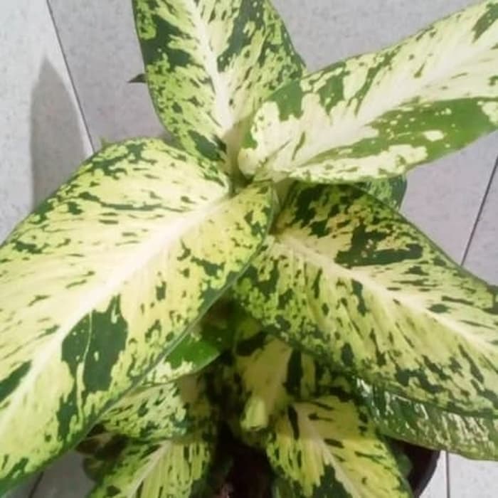 Tanaman hias sri rejeki - aglaonema sparkle - aglonema sri rejeki