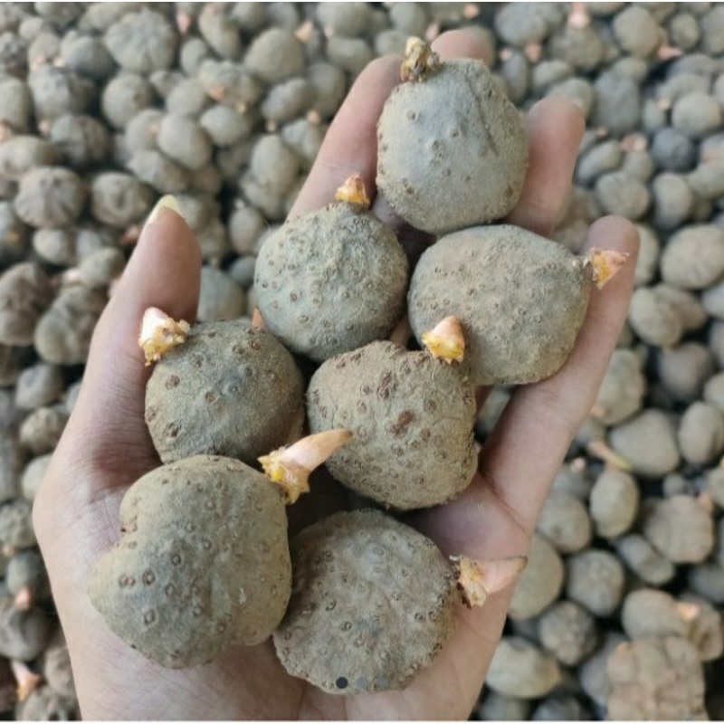 Bibit Katak Porang Super 1kg Berkualitas Siap Tanam