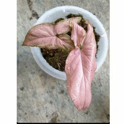 Syngonium Pink Emerald