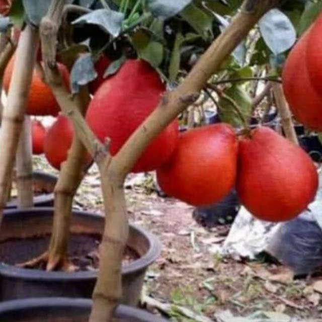

Bibit jeruk red pomelo