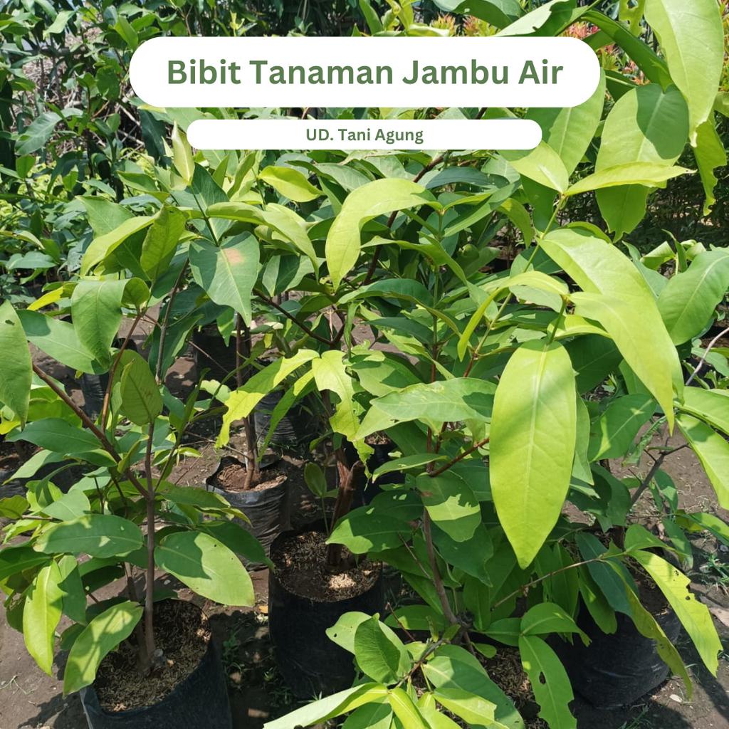 Benih Tanaman jambu air