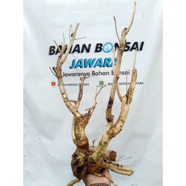 BAHAN BONSAI WALIKUKUN / BONSAI WALIKUKUN