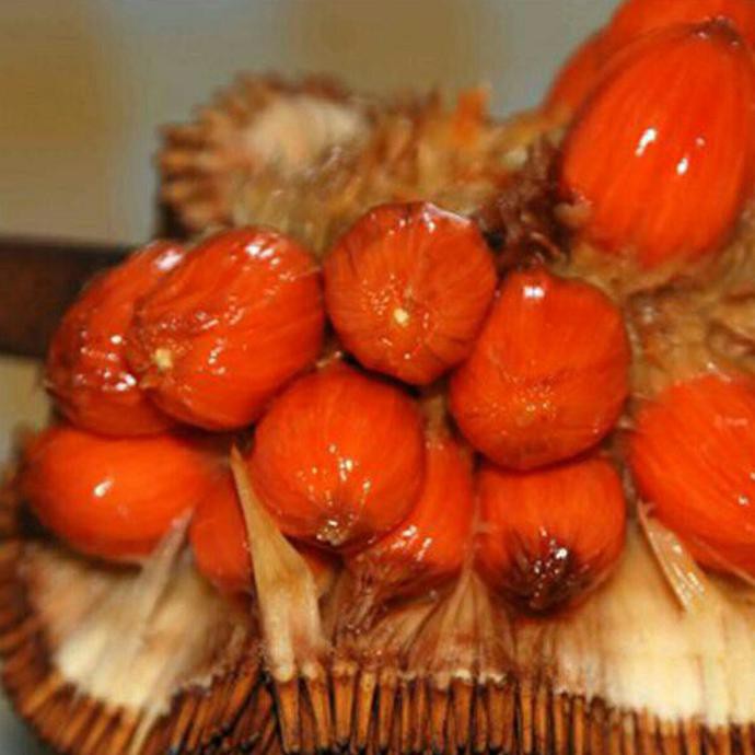 Bibit Tanaman Buah Cempedak Merah Pde