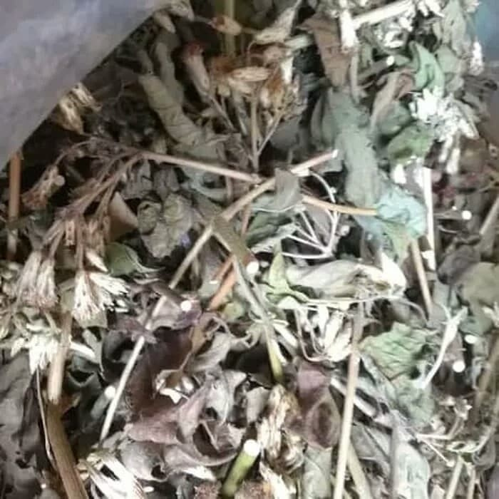 

daun meringgo atau kirinyuh kering