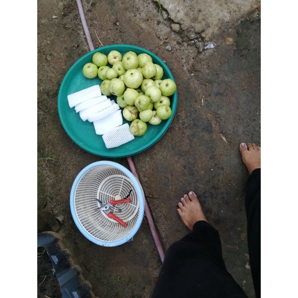 

jambu kristal