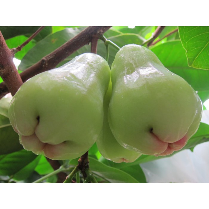 Bibit jambu air camplong madura