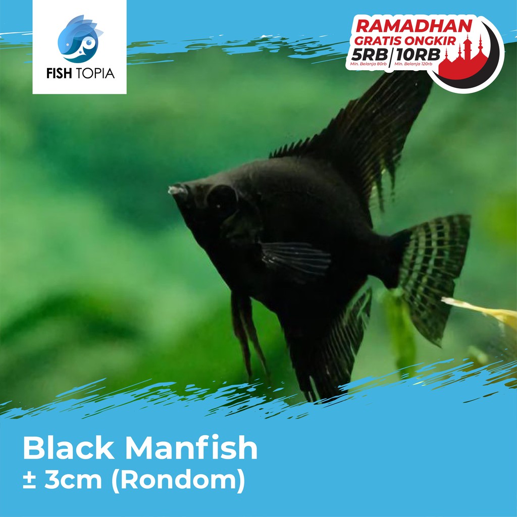 Manfish Hitam Ikan Hias Akuarium / Black Angel Fish Hiasan Aquascape