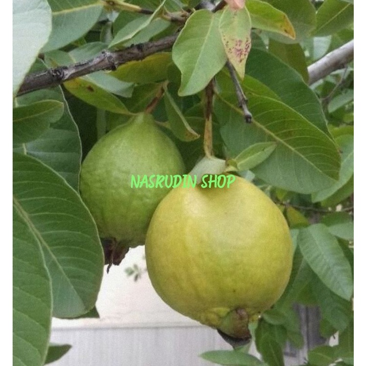 

BUAH JAMBU BATU 1KG SEGAR LANGSUNG PETIK | BUAH JAMBU BIJI