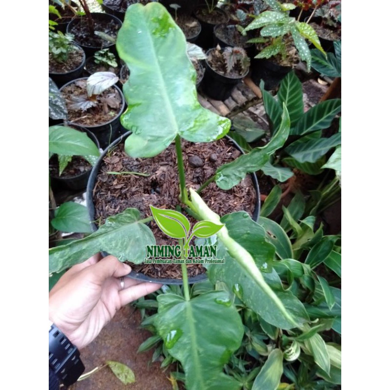 Philo dragon/Philo Varigata/Tanaman hias