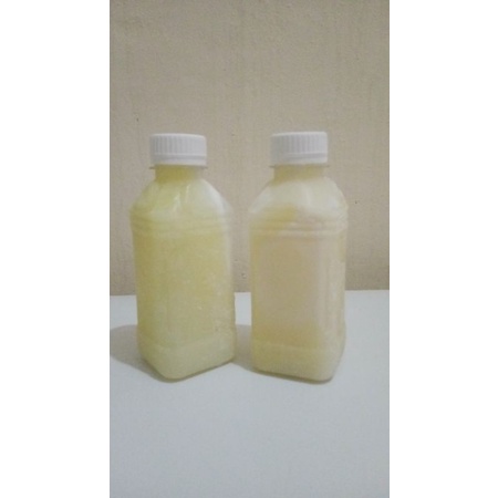 

susu kambing murni