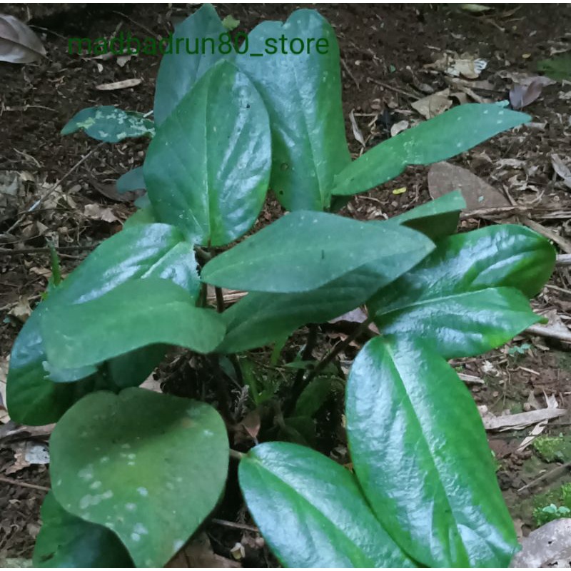 Daun singa depa herbal segar