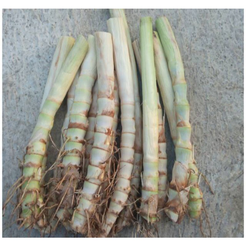 benih rumput odot 30 batang