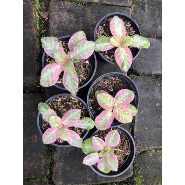 episcia picasso