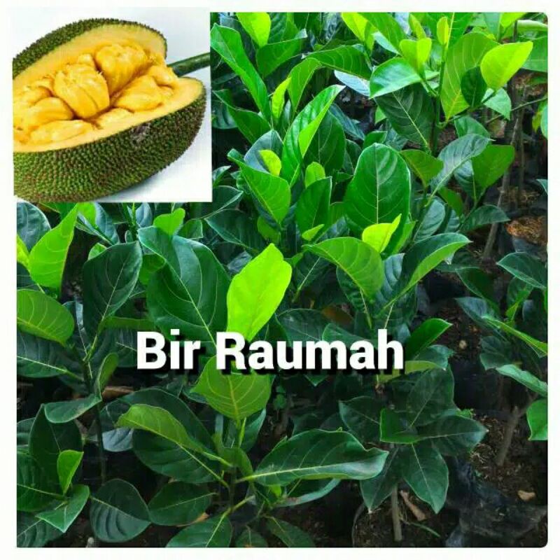 

BIBIT POHON NANGKA_YG MURAH.