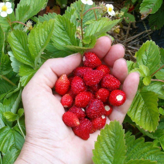 Benih-Bibit Strawberry Alpine Alexandria (Haira Seed)