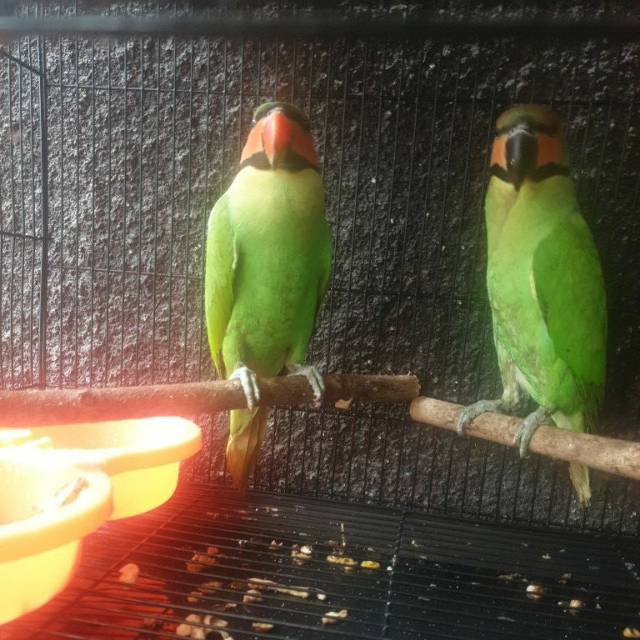 66 Koleksi Gambar Burung Betet Gratis