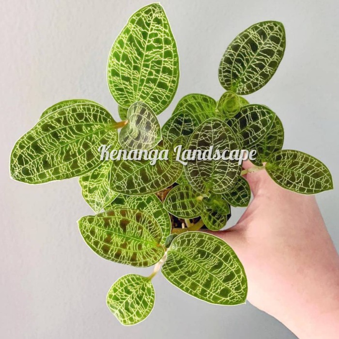 jewel orchid - tanaman hias jewel orchid - anggrek petir