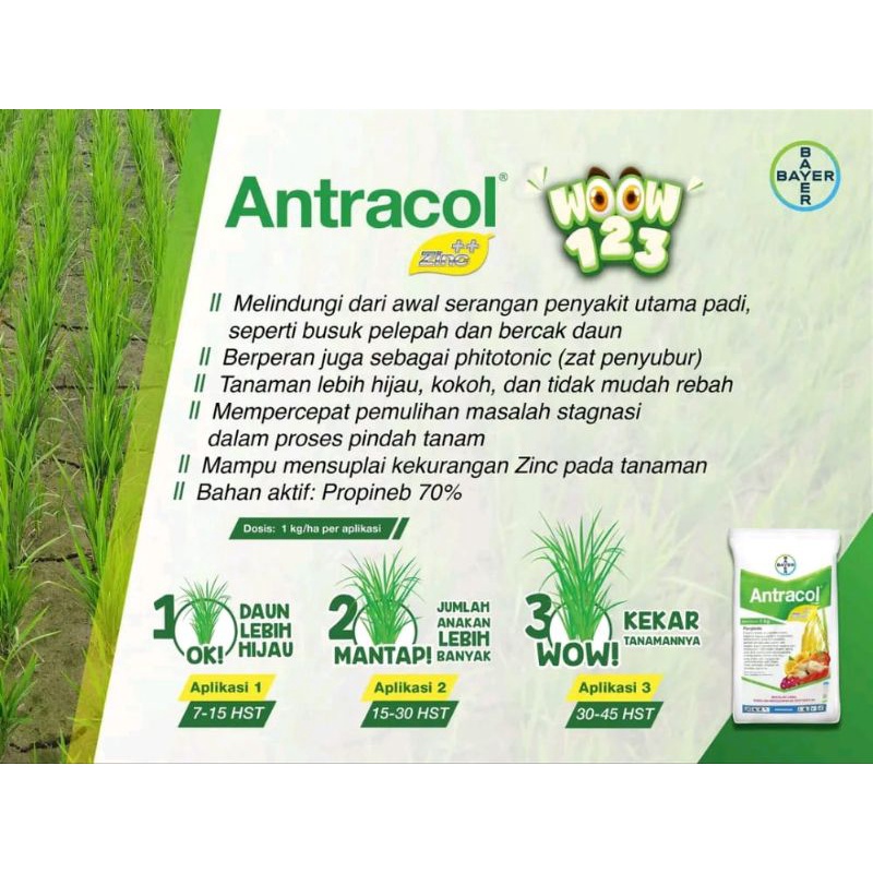 FUNGISIDA ANTRACOL 70 WP + ZINC 250 GRAM BAYER