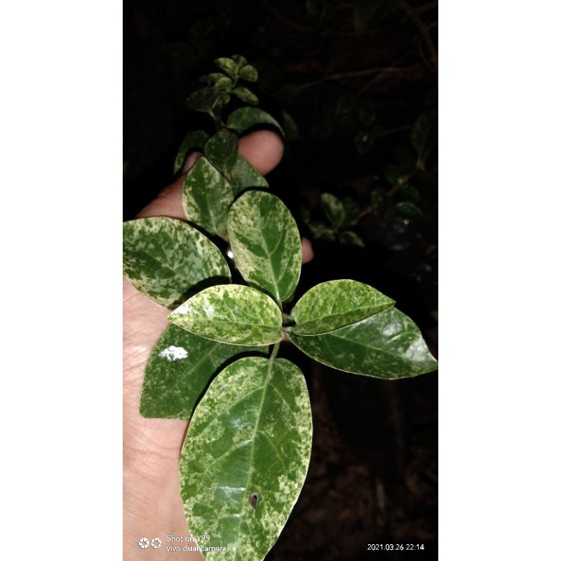 Bahan Bonsai Sancang Variegata