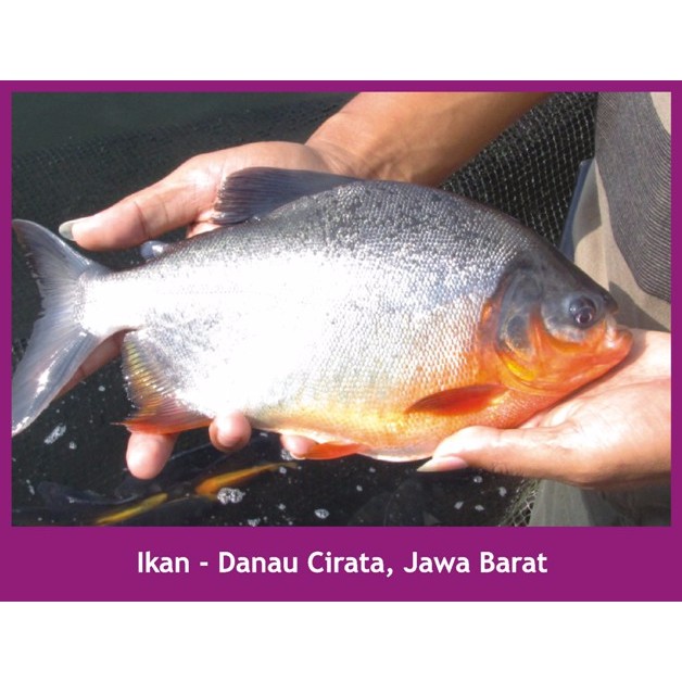 TON Nasa Pupuk Organik Solusi Nutrisi Tambak Udang dan ikan