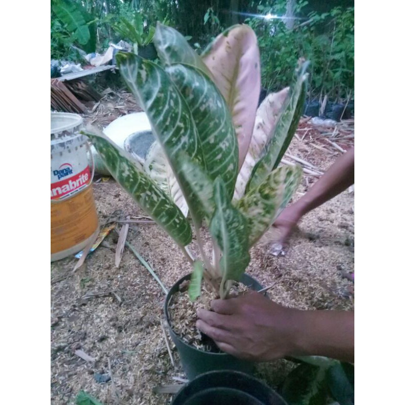 Aglonema Donacarmen Mutasi-Aglonema Donacarnen mutasi-pohon aglonema donacarmen mutasi