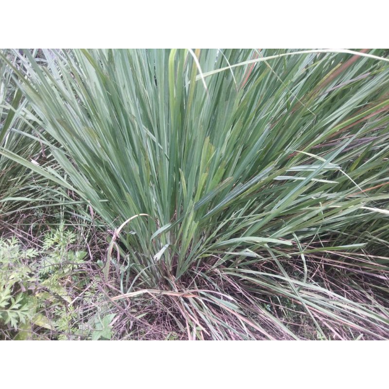 SERAI / SEREH / SERAI SEGAR / SERAI HERBAL / SERAI BUMBU DAPUR 1KG