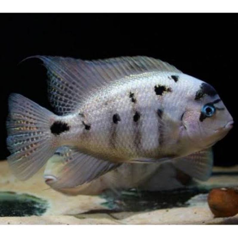 ikan hias vieja argantea american cichild