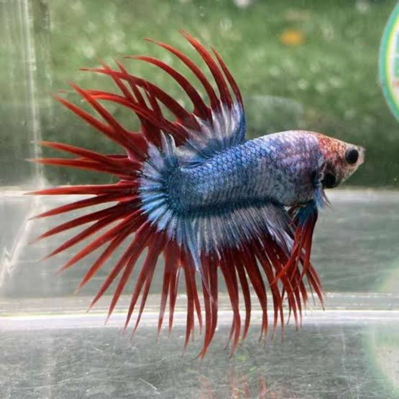 PROMO TERMURAH Cupang Crown Tail ct / Serit Maskot