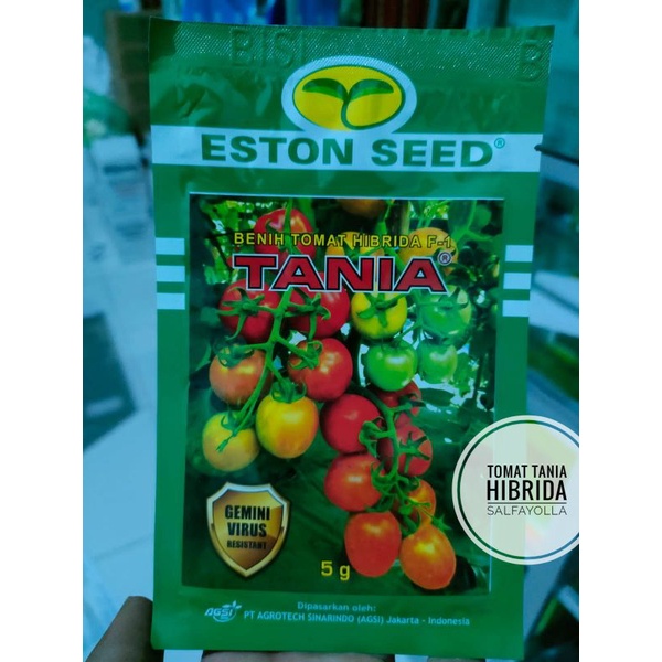 Benih Tomat Tania 5gr Buah Lebat