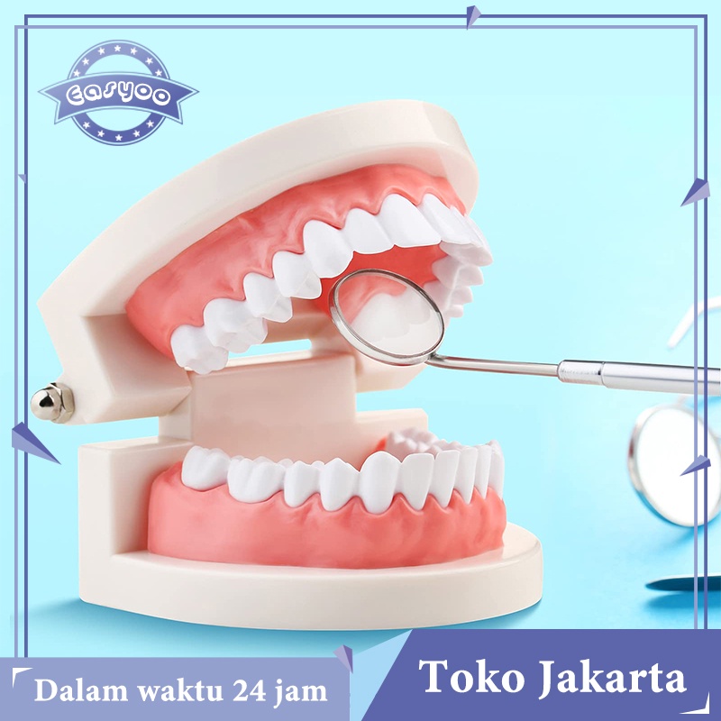 Model Gigi Edukasi Phantom Gigi Lepasan Model Study Gigi Alat Peraga Gigi Perlengkapan Medis