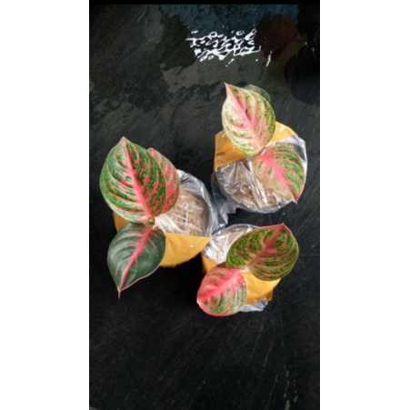 aglonema Wulandari remaja