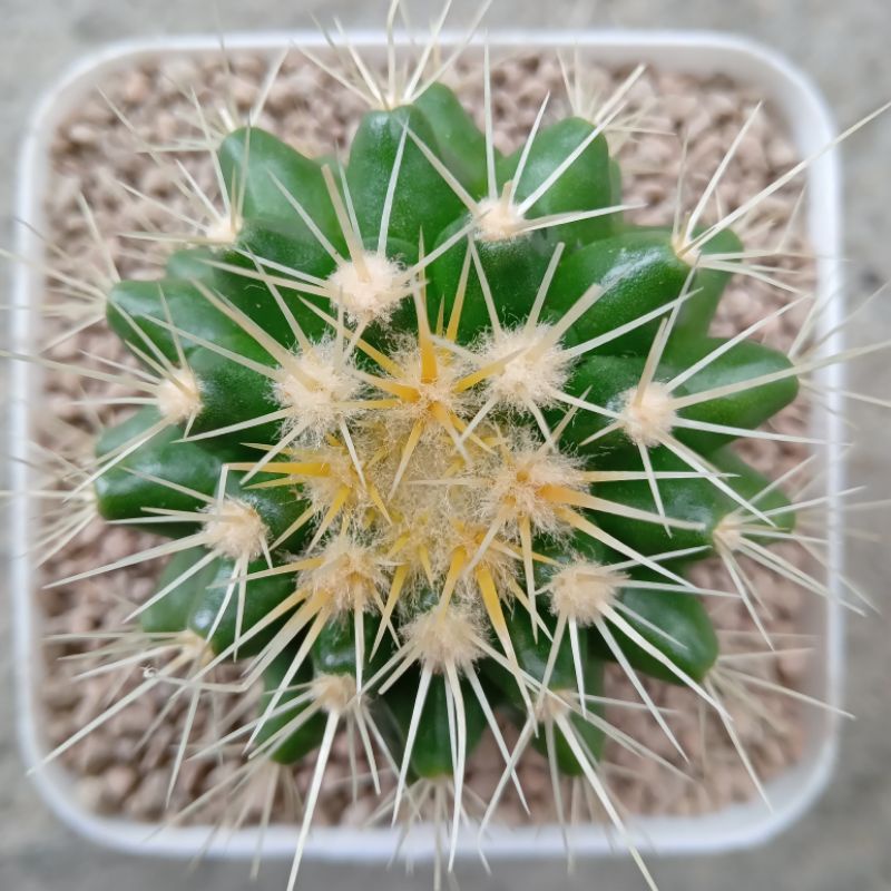 Kaktus Golden Barrel | Echinocactus Grusonii | Golden Barrel | Kaktus Golden Barrel