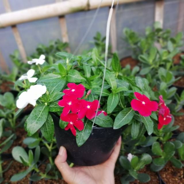 Taman Bunga Vinca - Beli disini vinca gantung bunga pink ...