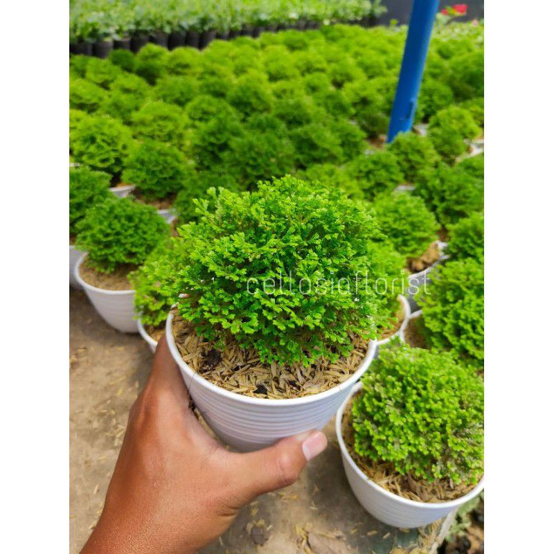 pohon lumut ambon mini-lumut ambon papua