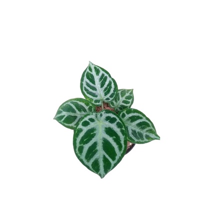 Anthurium kuping gajah dorayaki silver