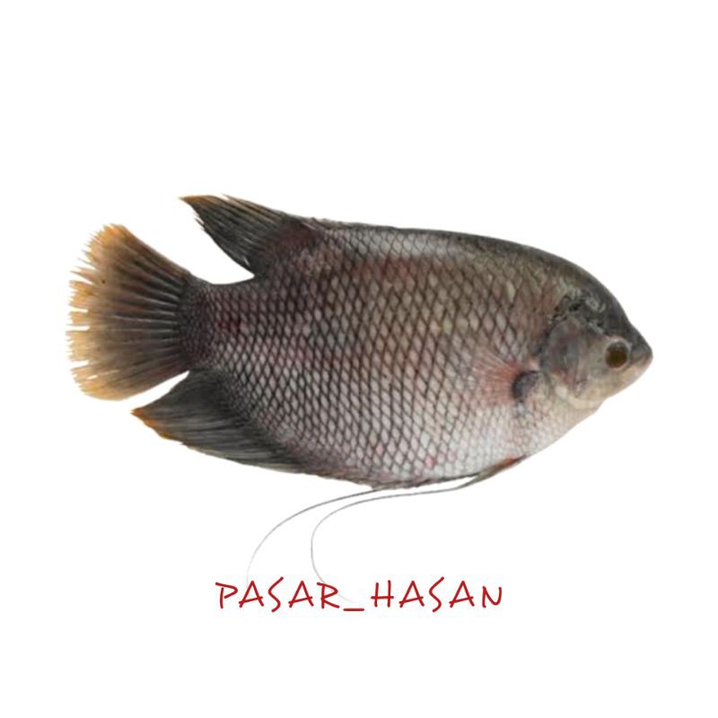 

PASAR HASAN | 1KG Ikan Gurame Konsumsi | Sayur Online | Ikan Segar