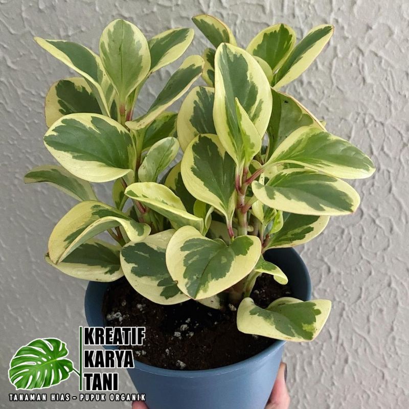 Tanaman hias peperomia obtusifolia - Tanaman peperomia variegata - Teplan variegata