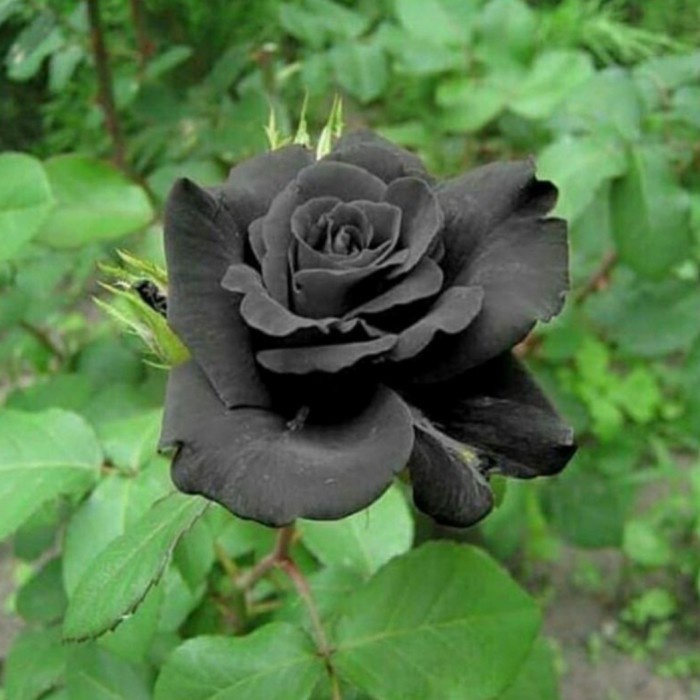 Tanaman Hias Bunga Mawar Hitam - Pohon Mawar