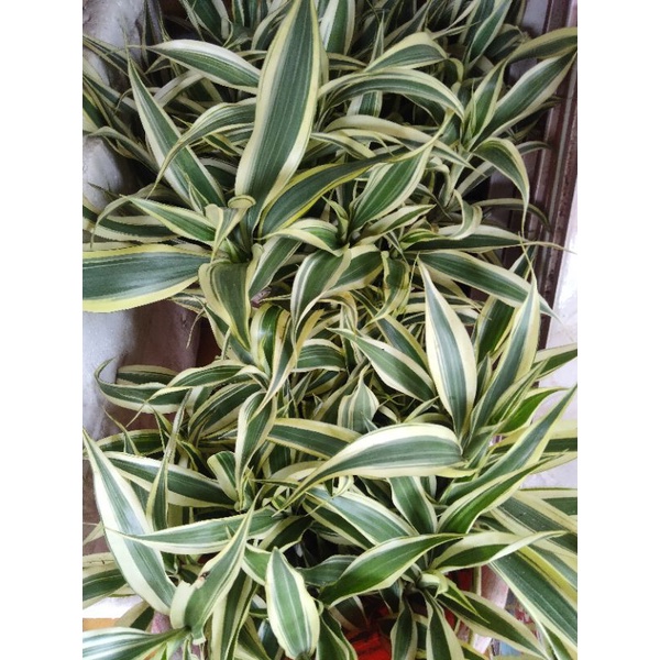 SRI REJEKI VARIGATA/BAMBU AIR VARIGATA 40-80CM