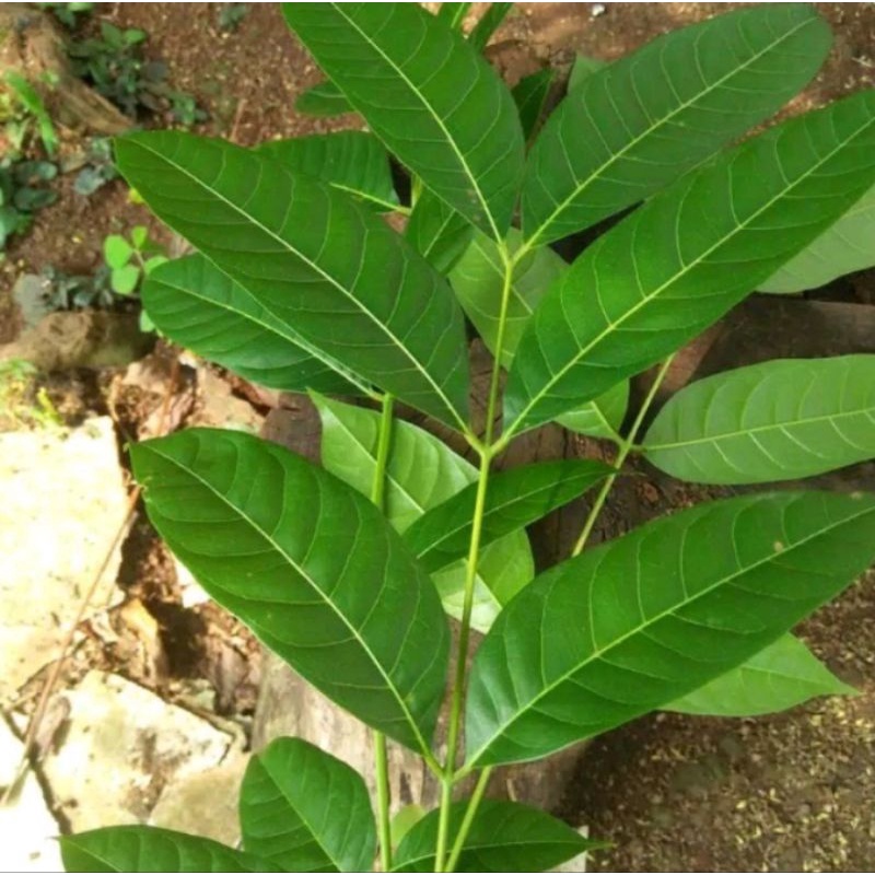 

Daun mahoni segar promoo