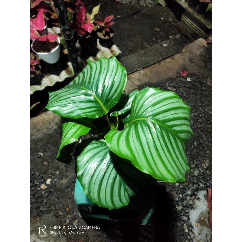calathea orbifolia