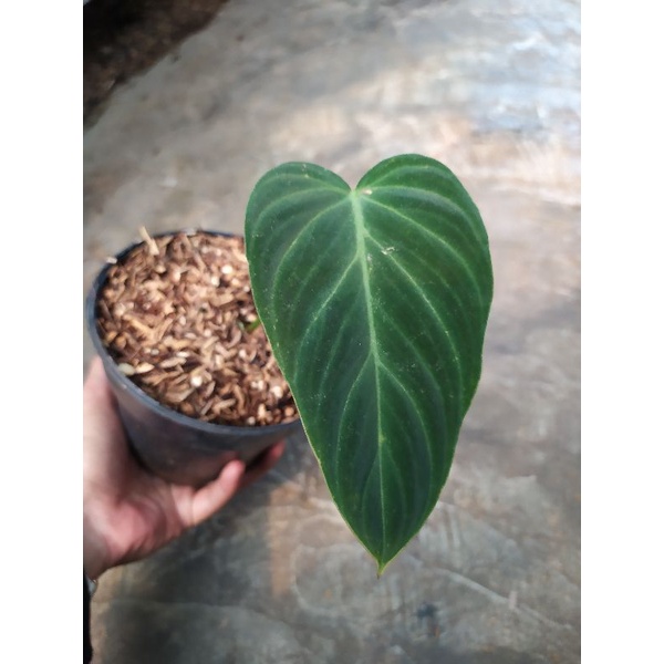 Philodendron Splendid