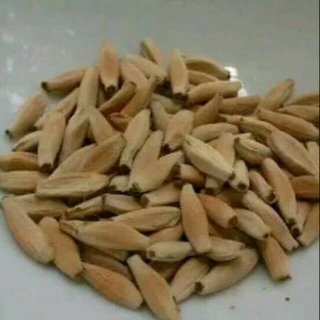 Biji/bibit kamboja/adenium