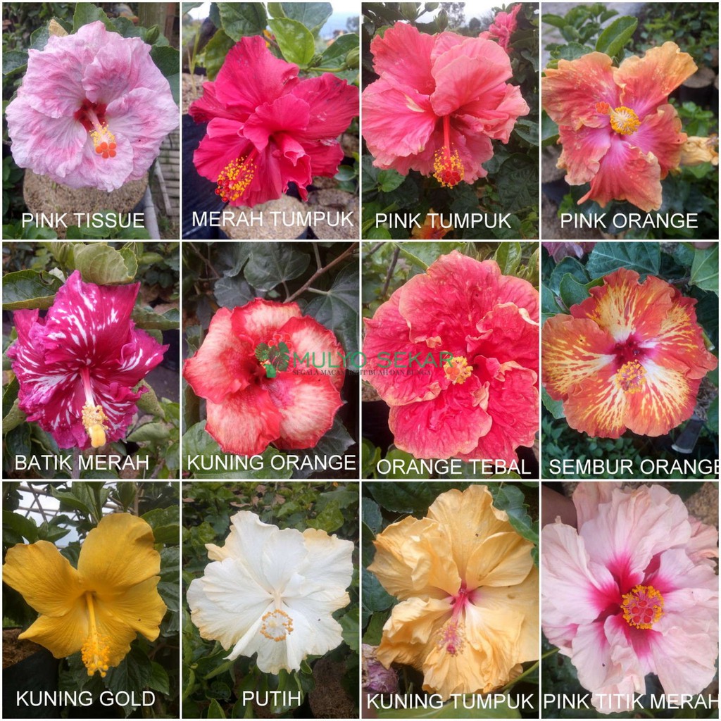 Tanaman Hias Hibiscus Bunga Sepatu Tumpuk Shopee Indonesia