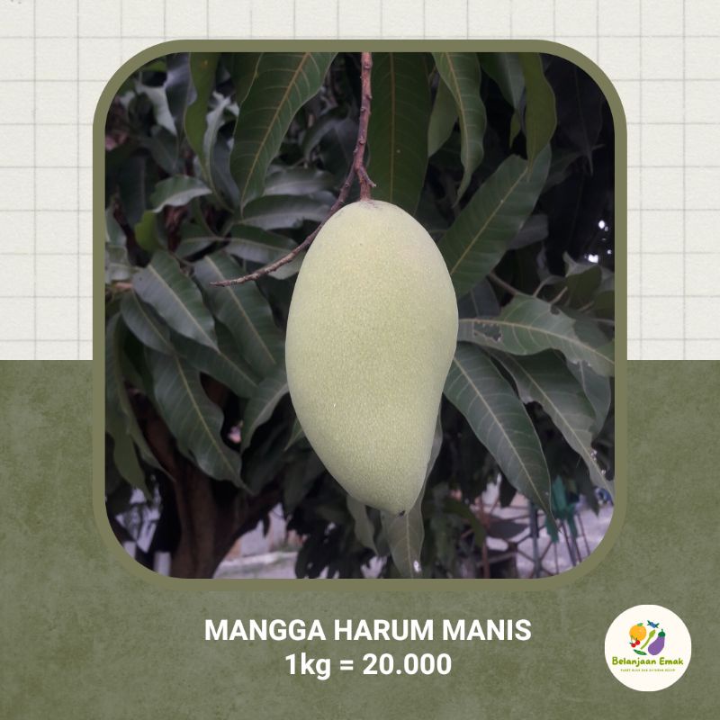 

MANGGA HARUM MANIS || 100% BEBAS PESTISIDA