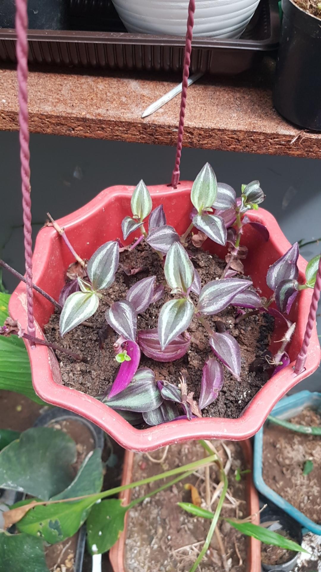 5 Batang Zabrina Gantung