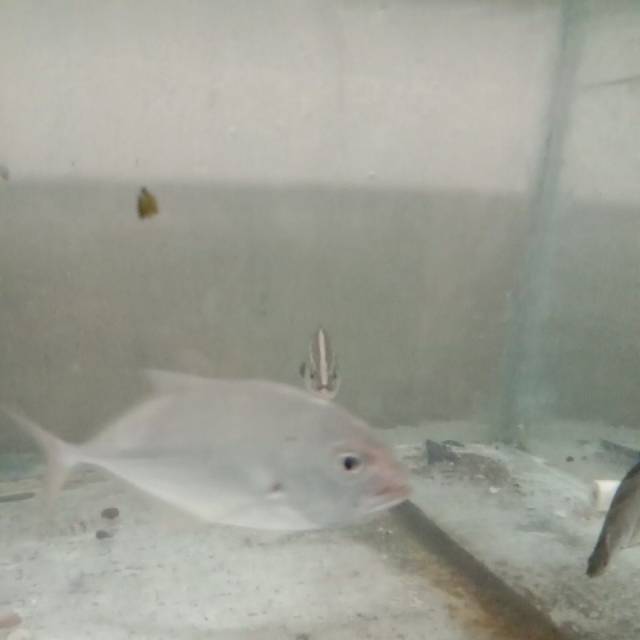 Ikan giant traveli air tawar